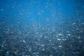 Marine sardine colony in blue ocean. Sea fish school undersea photo. Royalty Free Stock Photo