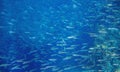 Marine sardine shoal in ocean. Silver fish school undersea photo.