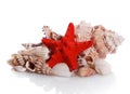 Marine sea shell in a studio setting against a white background