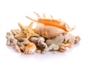 Marine sea shell in a studio setting against a white background