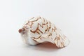 Marine sea shell on white background Royalty Free Stock Photo