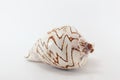 Marine sea shell on white background Royalty Free Stock Photo