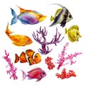 Marine set of Watercolor Vector Tropical Fish