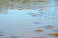 Marine shallow water with floating kelp algae. White sea. Russia