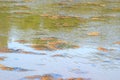 Marine shallow water with floating kelp algae. White sea. Russia