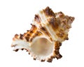 Marine shell