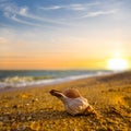 marine shell lie on sandy sea beach at the sunset