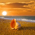 marine shell on sandy sea beach at the sunset