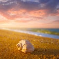 marine shell on sandy sea beach at the sunset