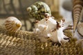Marine shells Royalty Free Stock Photo