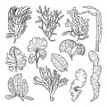 Marine sketch with different underwater plants