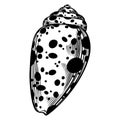 Marine spiral seashell or oceanshell with dots pattern for design of invitation, fabric, textile, etc Royalty Free Stock Photo