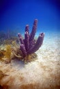 a marine sponge on a reef off the coast Royalty Free Stock Photo