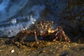 Marine still life - Crab Potamon fluviatile