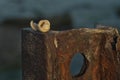 Marine still life with shell on the metal pier