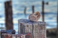 Marine still life with shells Royalty Free Stock Photo