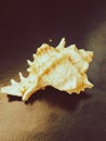 Marine theme.  Sea shell on dark brown background Royalty Free Stock Photo