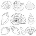 Marine theme set. Sea shells. Different seashells isolated on white background. Vector illustration Sketch style Royalty Free Stock Photo