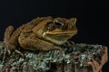 Cane toad close up. Rhinella marina sits on bark covered with moss and lichen. Giant neotropical toad on dark background