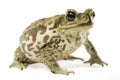 Marine Toad Royalty Free Stock Photo