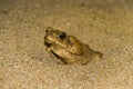 Marine toad in sand Royalty Free Stock Photo