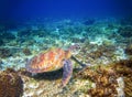 Marine tortoise in sea water. Marine green sea turtle closeup. Tropical coral reef wildlife. Royalty Free Stock Photo