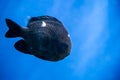 Marine tropical black fish Dascyllus trimaculatus swims in blue water