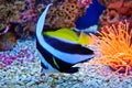 Marine tropical fish