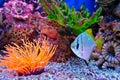 Marine tropical fish