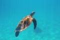 Marine turtle in aqua blue sea. Coral reef animal underwater photo. Marine tortoise undersea