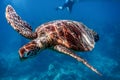 Marine Turtle in Great Barrier Reef, Australia Royalty Free Stock Photo