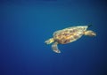 Marine turtle in ocean waters. Coral reef animal underwater photo. Marine tortoise undersea Royalty Free Stock Photo