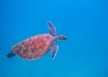 Marine turtle in open sea. Tropical sea turtle underwater photo. Oceanic animal in blue water Royalty Free Stock Photo