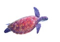 Marine turtle in open sea. Tropical sea turtle underwater photo. Oceanic animal in blue water. Summer vacation activity Royalty Free Stock Photo