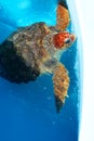 Marine turtle in pool water