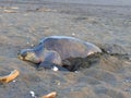 Marine turtle on the sand Royalty Free Stock Photo