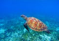 Marine turtle in seawater. Sea tortoise underwater photo. Sea turtle in coral reef Royalty Free Stock Photo