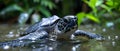 Marine Turtle: A Symphony of Survival. Concept Marine Life, Conservation Efforts, Endangered