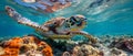 Marine Turtles: Navigating the Precarious Ocean Harmony. Concept Marine Life, Ocean Conservation,