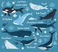 Marine whales. Dolphin, killer whale, narwhal, sperm whale and walrus, ocean undersea world animals. Underwater mammals