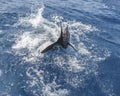 Marine wild sailfish in splashes of water is trying to free itself from the hook