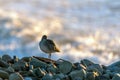 Coastal wildlife surviving another day Royalty Free Stock Photo