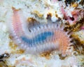 Marine worm