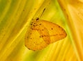 Mariposa amarilla sobre hoja de platano Royalty Free Stock Photo