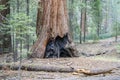 Mariposa Grove Fire Damage