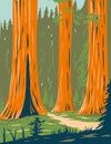 Mariposa Grove of Giant Sequoia in Yosemite National Park near Wawona California WPA Poster Art Royalty Free Stock Photo