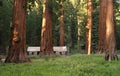 Mariposa Grove Redwoods