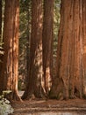 Mariposa Grove Redwoods