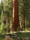 Mariposa Grove Redwoods