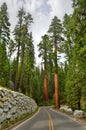 Mariposa Grove - Yosemite, California Royalty Free Stock Photo